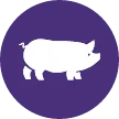purple circle with pig icon
